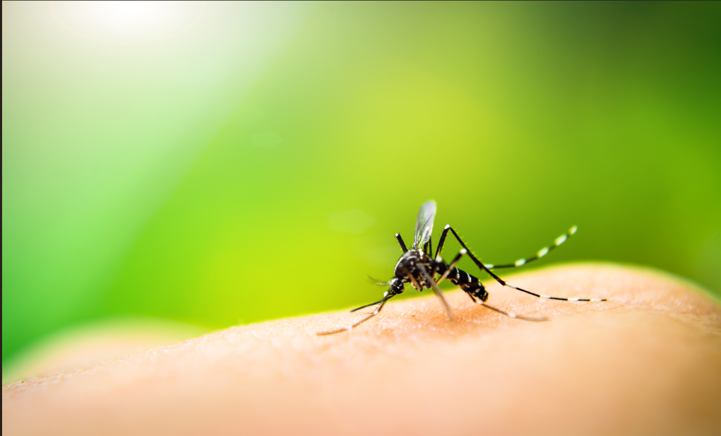CONSISP reforça a importância da prevenção e do combate ao mosquito da dengue